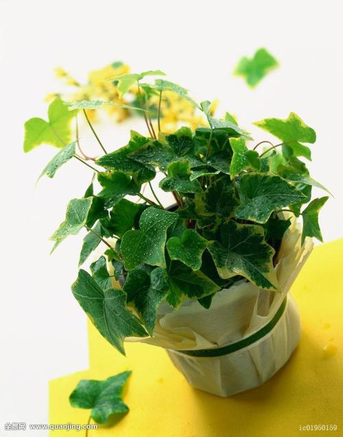 ӡȶس̨ʩϿף ǿ